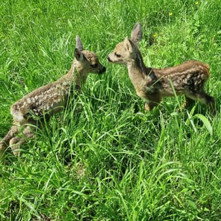 2 Rehkitze liegen im Gras