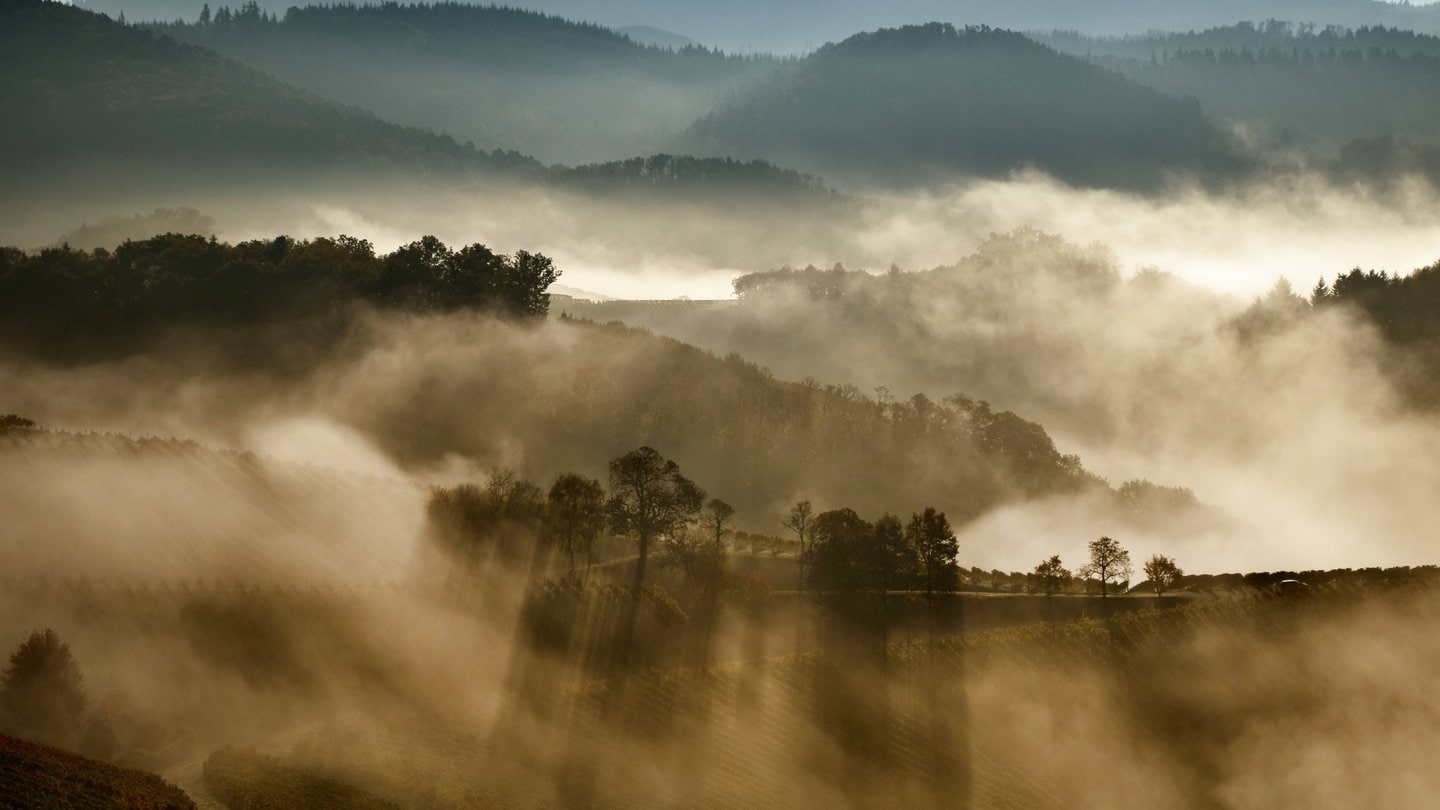 Goldener Sonnenaufgang im Schwarzwald im Nebel