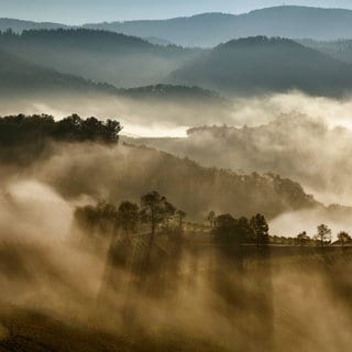 Goldener Sonnenaufgang im Schwarzwald im Nebel