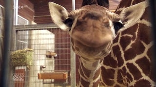 Babygiraffe schaut ganz nah in die Kamera