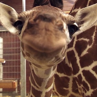 Babygiraffe schaut ganz nah in die Kamera