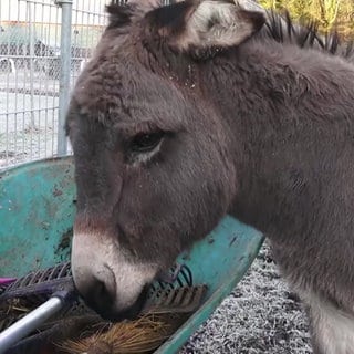 Ein Esel steht neben einer Schubkarre