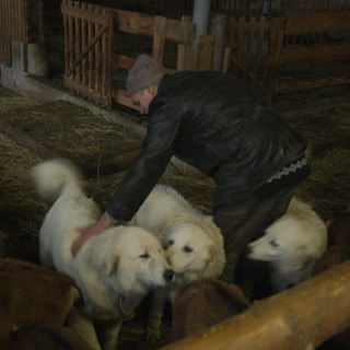 Herdenschutzzüchter mit Herdenschutzhunden