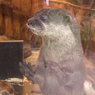 Otter