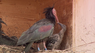 Waldrapp mit Jungvogel