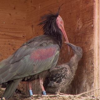 Waldrapp mit Jungvogel