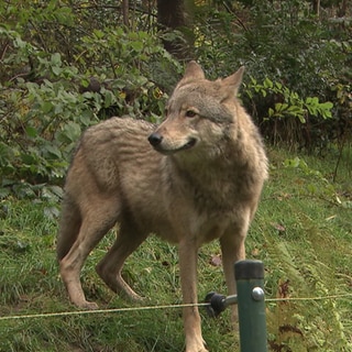 Wolf Gaia im Alternativen Wolf- und Bärenpark Schwarzwald in Bad Rippoldsau-Schapbach.