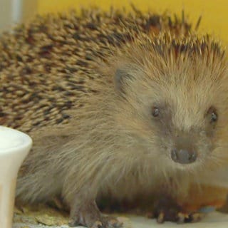 Igel