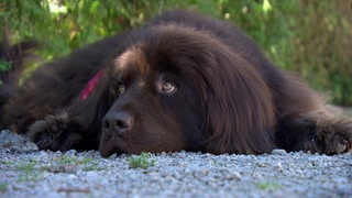 Mädchen mit Hund