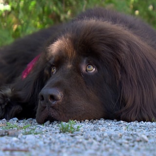 Mädchen mit Hund