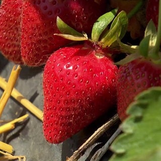 Erdbeeren