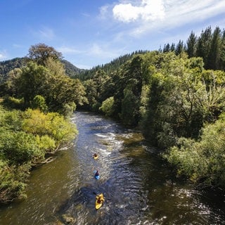 Fluss im Wald