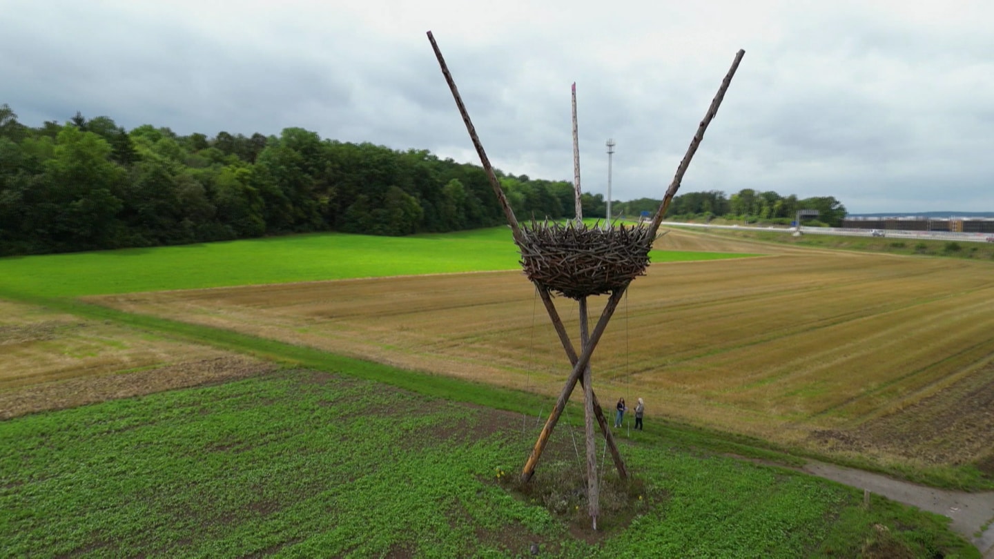 Riesiges Vogelnest