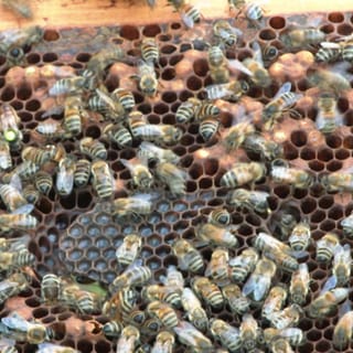 Bienen