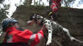 Rettungshund im Abseiltraining