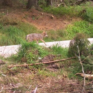 Wolf im Wald