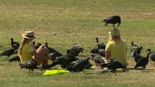 Zwei Frauen sitzen mit Waldrapp-Vögeln auf einer Wiese 