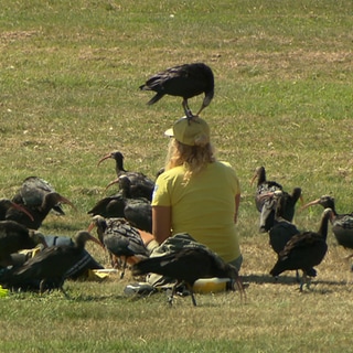 Zwei Frauen sitzen mit Waldrapp-Vögeln auf einer Wiese 