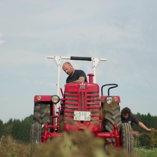 Kartoffeln ernten