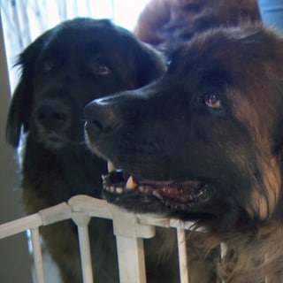 Leonberger Hund in Wohnung schaut zu Besitzer