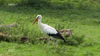 Storch