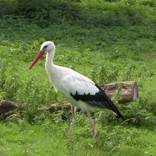 Storch