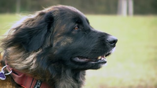 Leonberger Hündin im Freien schaut nach rechts