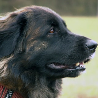 Leonberger Hündin im Freien schaut nach rechts