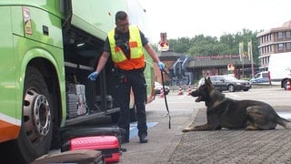 Ein Zollbeamter mit Warnweste und seinem Schäferhund kontrolliert einen Reisebus