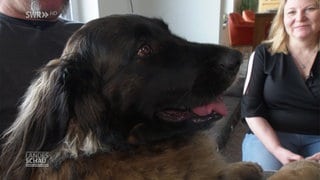 Leonberger