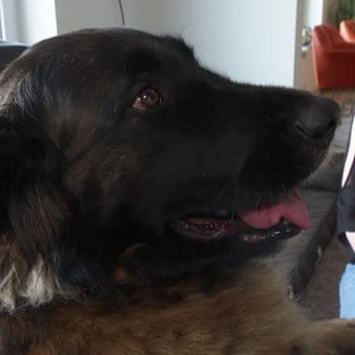 Leonberger