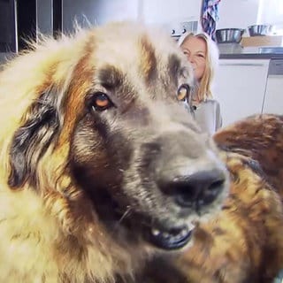 Leonberger