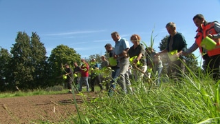 Wildblumenwiese