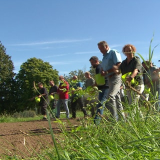 Wildblumenwiese