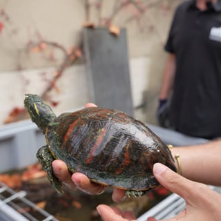 Schildkröten