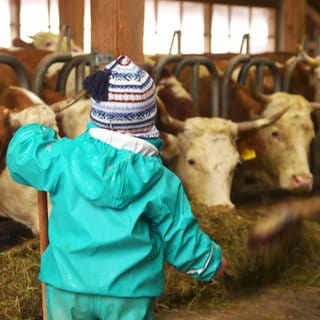 Kleinkind steht im Kuhstall