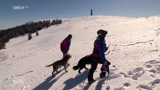 Bergwacht bildet Lawinenhunde aus