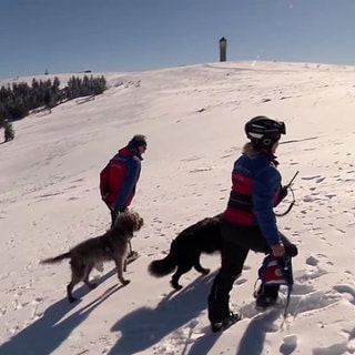 Bergwacht bildet Lawinenhunde aus