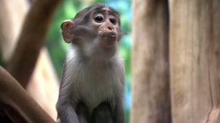 Affe im Heidelberger Zoo