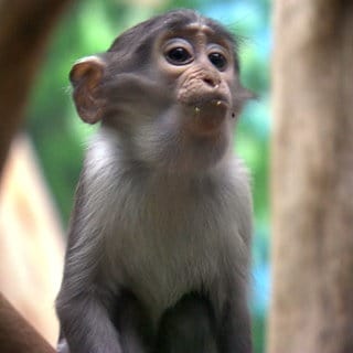 Affe im Heidelberger Zoo