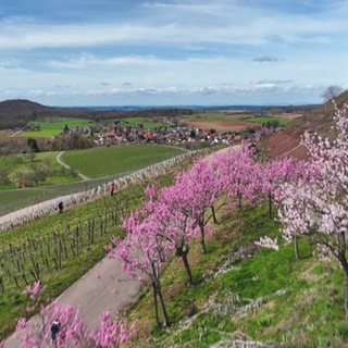 Weinberge bei Diefenbach