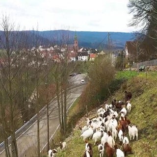 Bermersbach und seine Ziegen