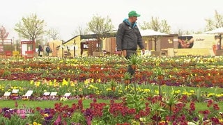 Blumen auf der Bundesgartenschau