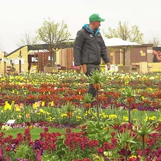 Blumen auf der Bundesgartenschau