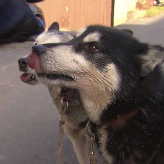 Hunde von der Hundeschlittenweltmeisterin