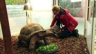 Tiersitterin Britta Rosenberg mit Riesenschildkröten