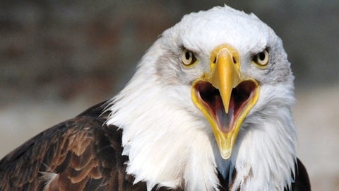 Adler der Greifvogelwarte auf der Burg Guttenberg