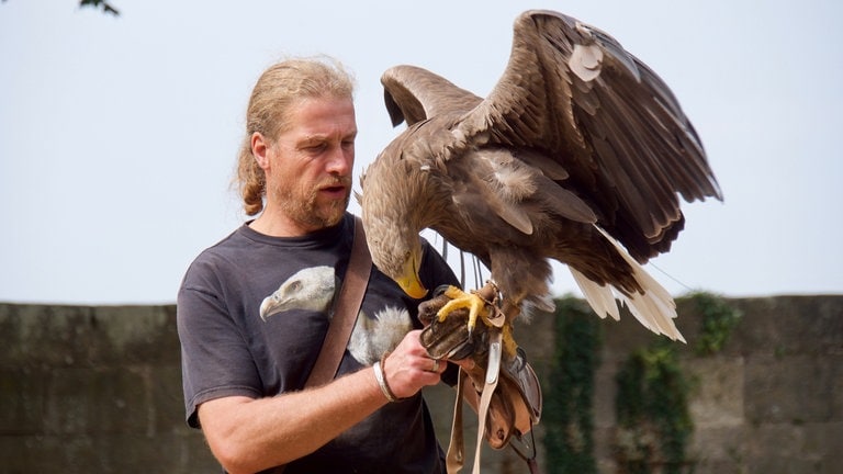 Falkner mit Seeadler