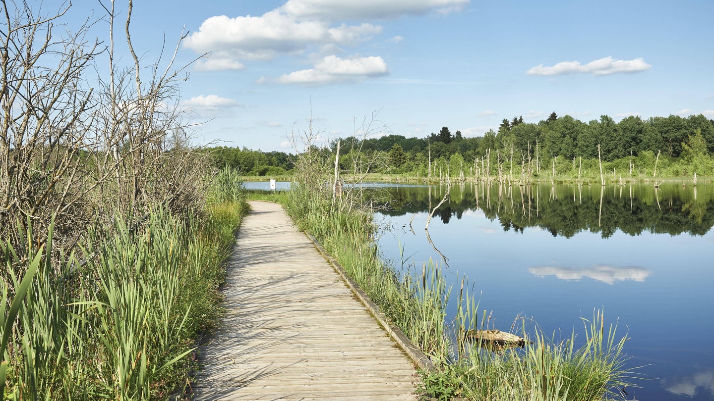 Holzsteg im Schwenninger Moos