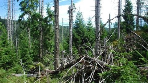 pfade schwarzwald nationalpark